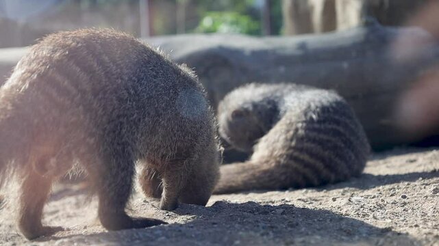 A pair of furry mongooses dig in the ground