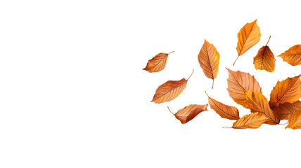 A white background with a bunch of orange leaves scattered around