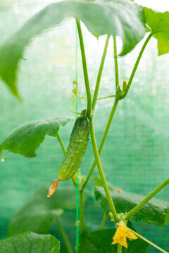 ripe cucumber