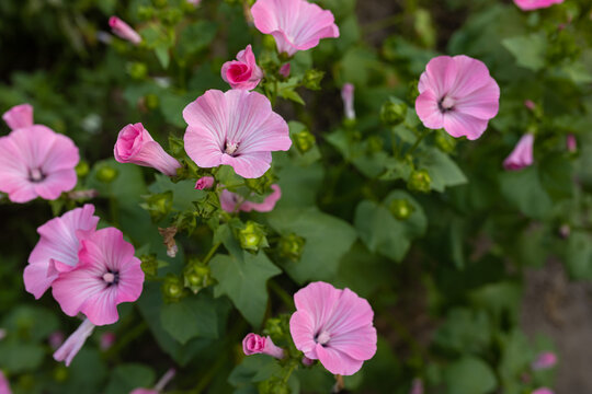 mallow bloom