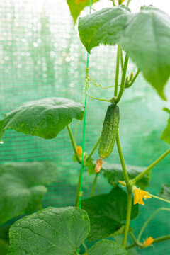 selling cucumber on the bush