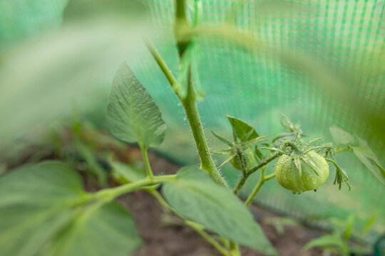 tomato bush