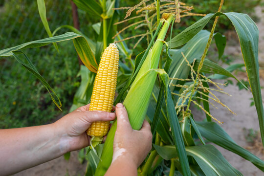 harvested corn against the background of a growing corn plant