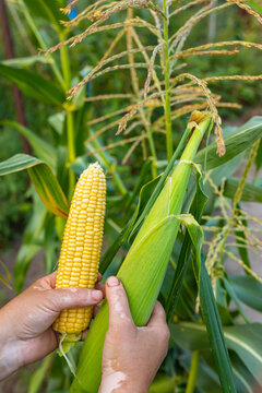 two heads of corn in hands