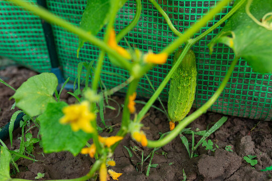 climbing cucumber bush