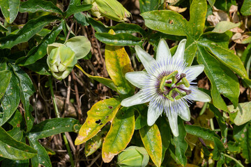 Close up of a passion flower (passiflora caerulea) in bloom