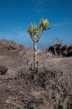 Young Plant in Volcanic Soil