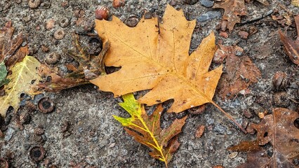 autumn fallen leaves on the ground