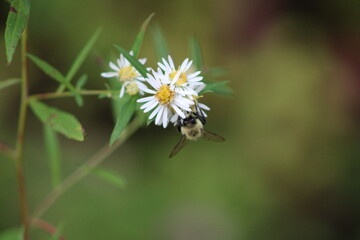 Bee on a Flower