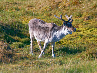 Svalbard Reindeer, Trygghamna, Spitsbergen, Svalbard