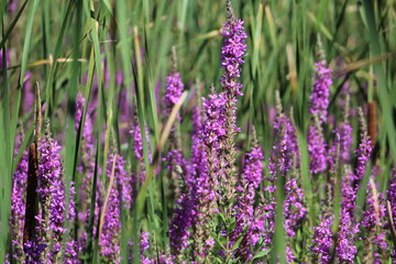 Fototapeta premium Purple Plant