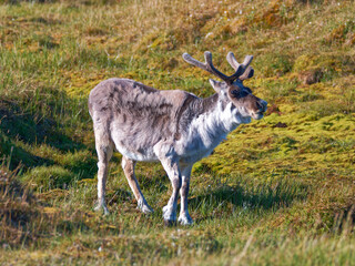 Svalbard Reindeer, Trygghamna, Spitsbergen, Svalbard