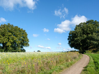 Obraz premium Baarn, Utrecht province, The Netherlands