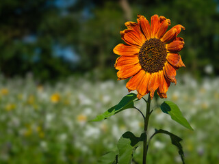 sunflower in autumn -  zonnebloem in de herfst