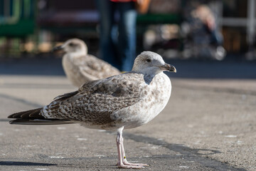 Water bird. Seagull in town, market territory. Close-up.
