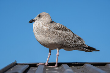 A seagull on the roof of the building. a large bird in close up.