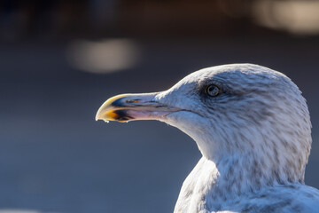 Seagull - Close Up view of wild seagull sea bird