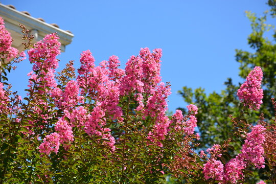 lilas des indes en &eacute;t&eacute; avec branches remplies de grappes de fleurs roses et feuillage sur un fond de ciel bleu, pays basque, sud-ouest