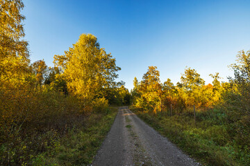 Autumn forest trail with trees in golden foliage under clear blue sky during sunset. Sweden.