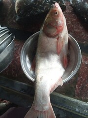 Raw fresh whole fish silver carp. 