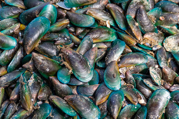 Close-up of green mussel shells