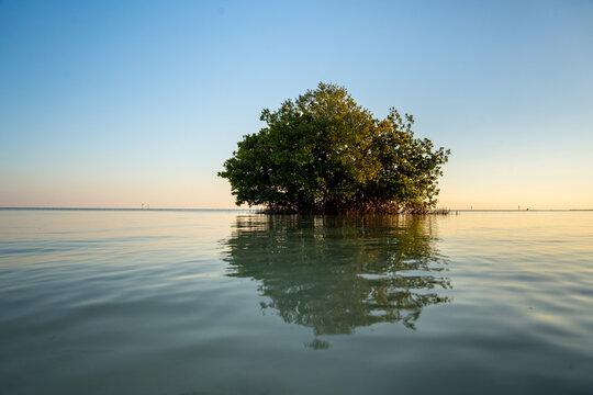 Mangrove patch