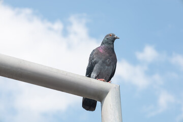 There is a city pigeon sitting on an iron.