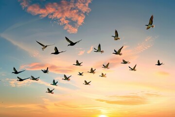 Fototapeta premium a colorful flock of migratory birds flying across a sunset sky