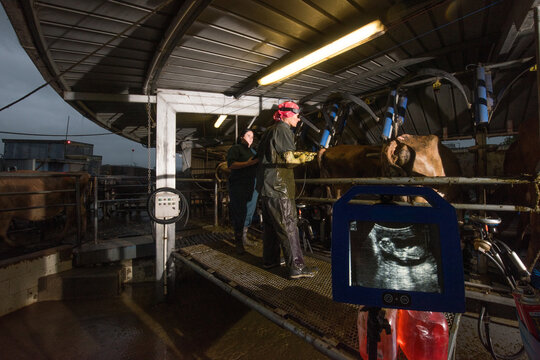 Ultrasound pregnancy testing of dairy cattle