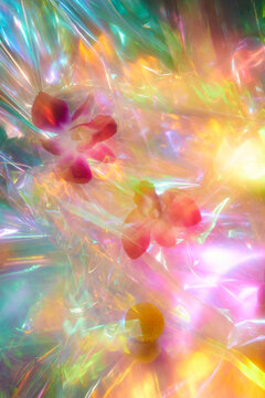 Surreal Orchids
