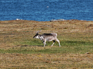 Svalbard Reindeer, Trygghamna, Spitsbergen, Svalbard