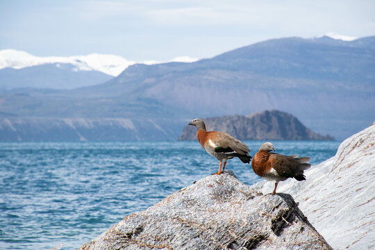 Pareja de aves (caiquen) en la Patagonia chilena