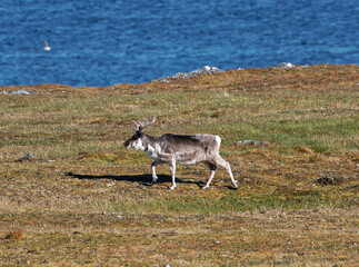 Svalbard Reindeer, Trygghamna, Spitsbergen, Svalbard