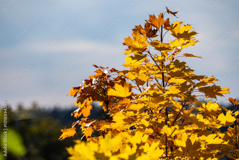 Wall mural maple leaves in autumn sunny day