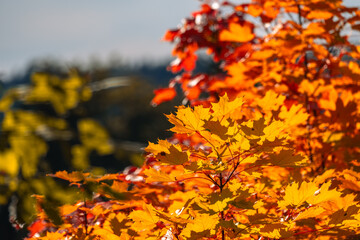 Maple leaves in autumn sunny day
