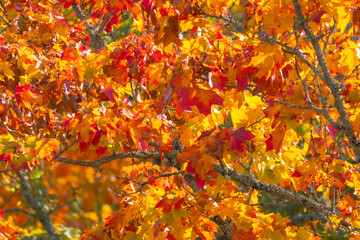 Maple leaves in autumn sunny day