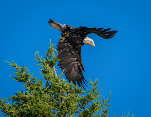 Bald Eagle taking off from tree to fly