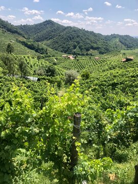 A prosecco vineyard in Italy