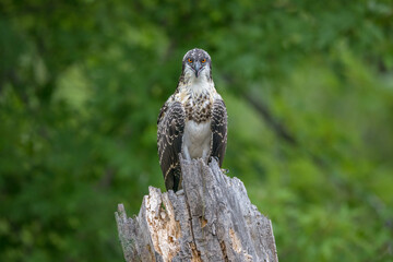 Juvenile Osprey perched on weathered tree trunk