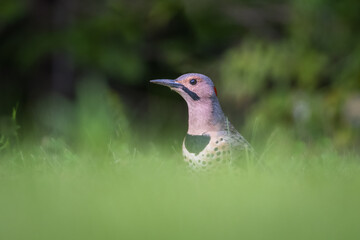 Close-up of Northern Flicker head and neck