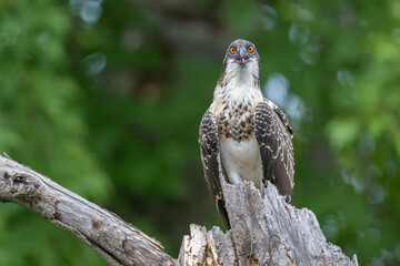 Juvenile Osprey perched on weathered tree trunk