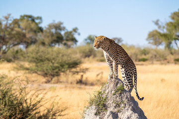 African leopard, Panthera leopard, Panthera pardus pardus, posing on the termite mound, Moremi game...