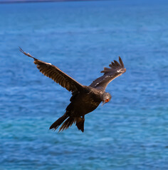 Un cormoran volando con el mar de fondo
