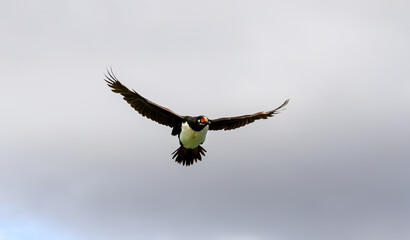 Cormorán volando con el cielo nublado de fondo
