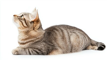 A playful gray tabby cat lying down and curiously looking upward against a white background during daytime