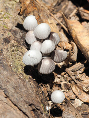Mushroom fungi coprinellus growing in the group on the old wood. White mushroom on the brownish-grey wood.