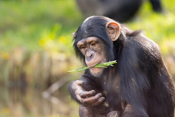 Chimpanzee eating chewing grass