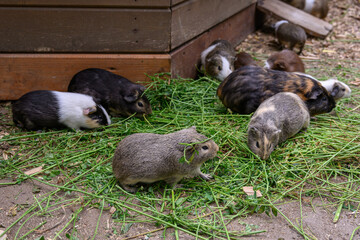 A guinea pig is eating grass in a paddock outside.
