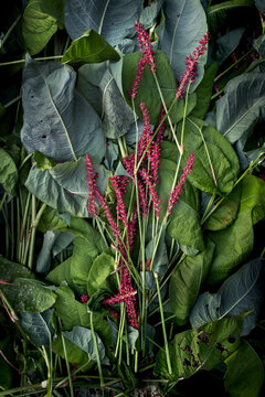 Plants and leaves