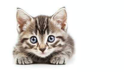 Fototapeta premium A playful tabby kitten exploring its surroundings with bright blue eyes on a clean white surface